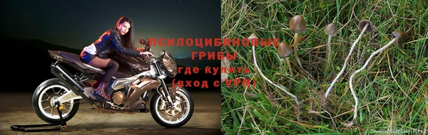 дживик Аркадак